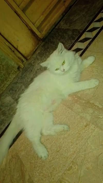 persian cat