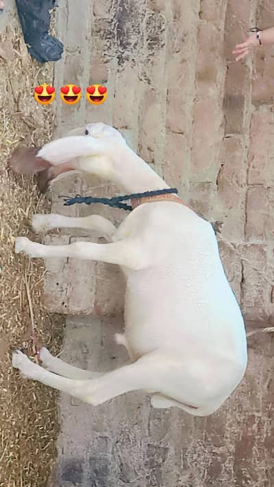 full gulabi