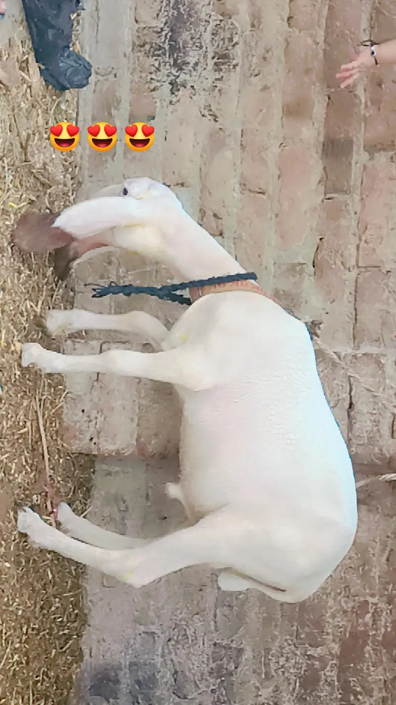 full gulabi