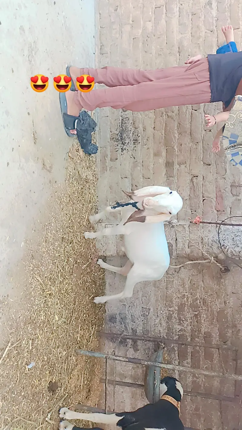 full gulabi — photo 2