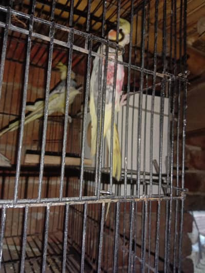 parrot
