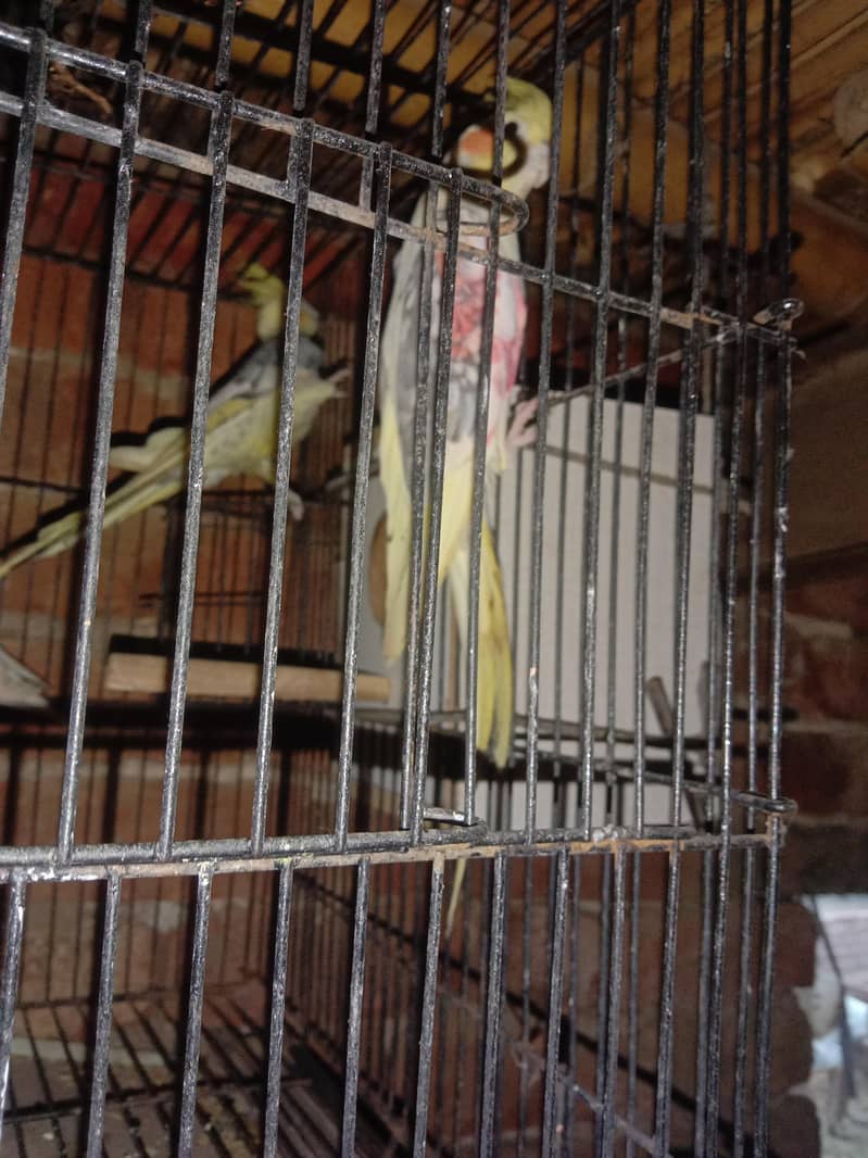 parrot 0