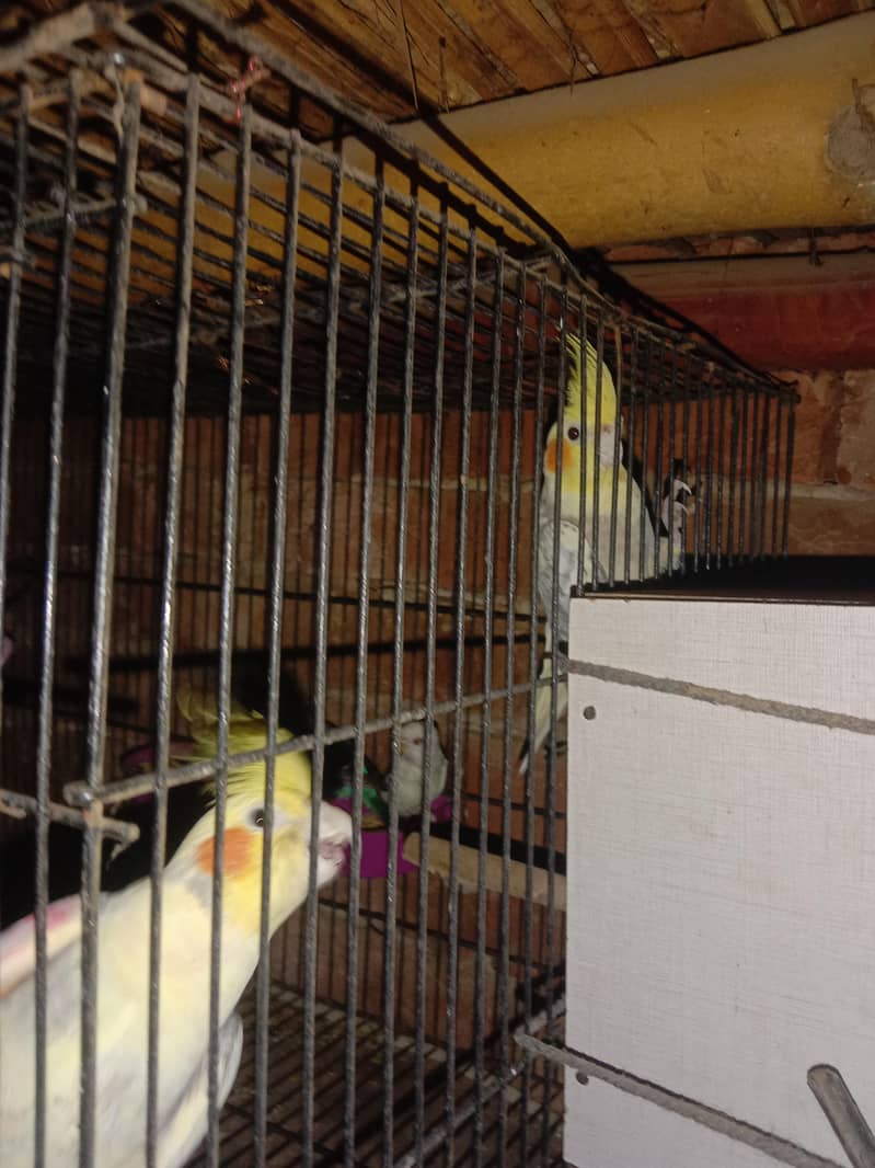 parrot 1