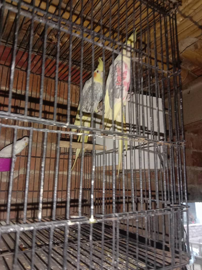 parrot 2