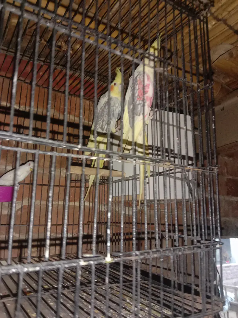 parrot — photo 3