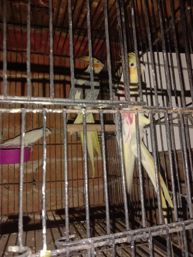 parrot — photo 5