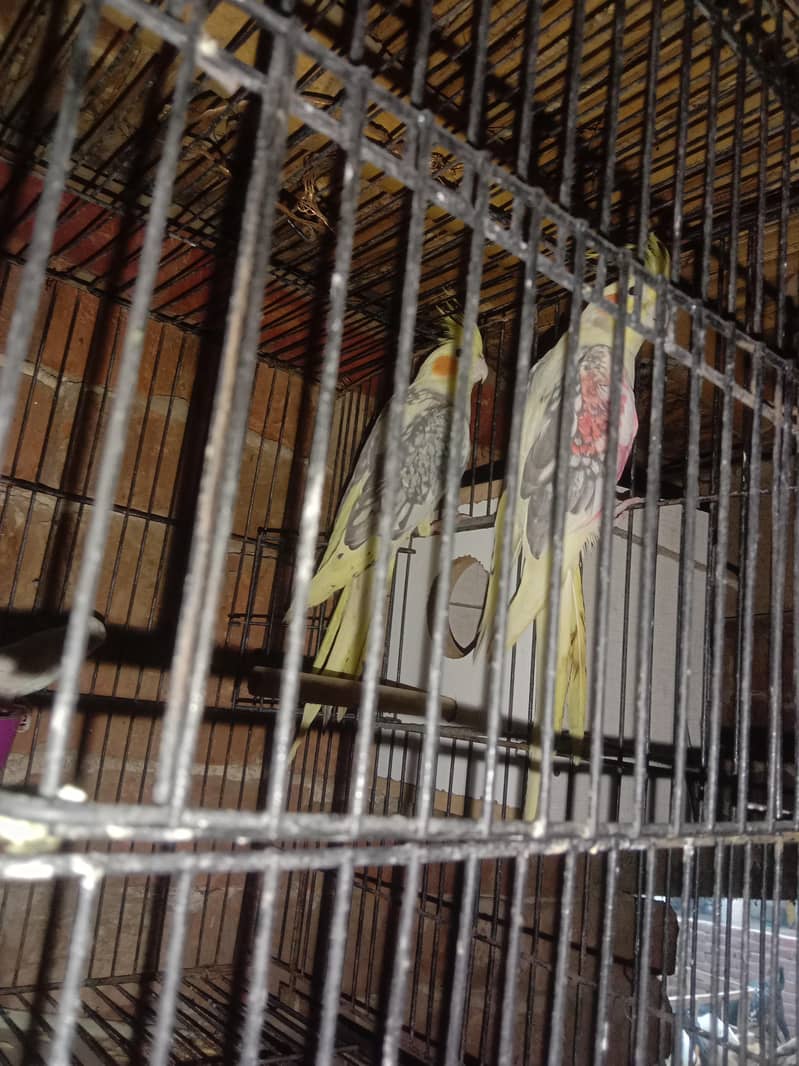 parrot 5
