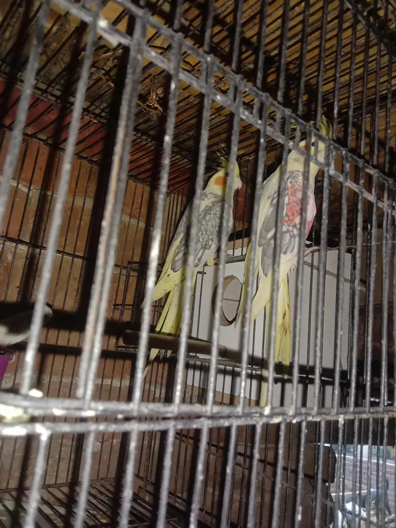 parrot — photo 6