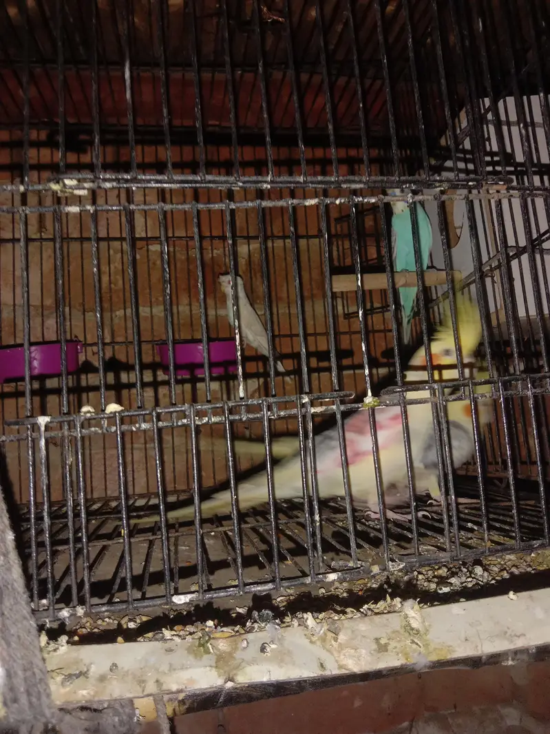 parrot — photo 7