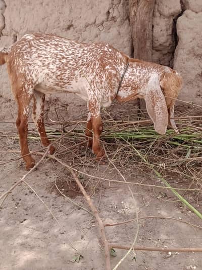 desi Bakra for Sale Call 03405796364