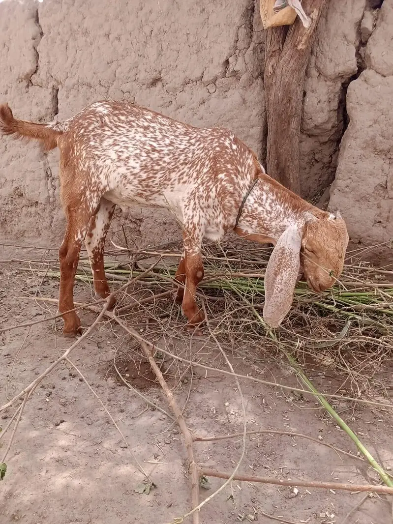 desi Bakra for Sale Call 03405796364 — photo 2