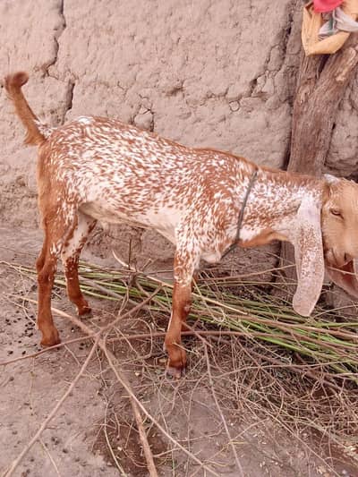 desi Bakra for Sale Mashallah Call  03405796364