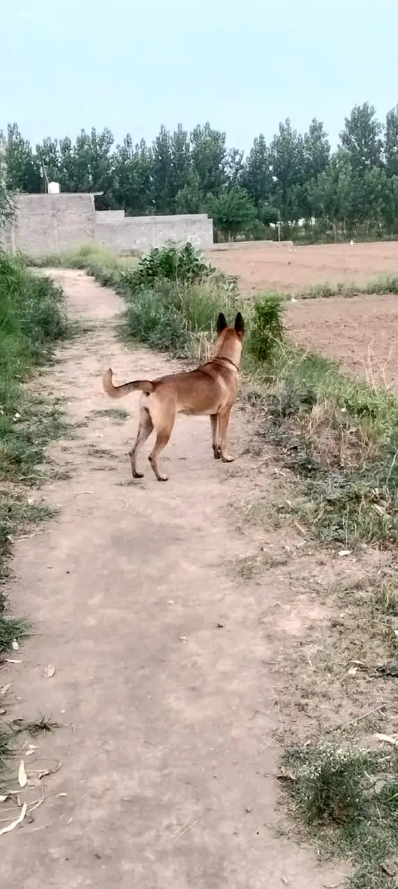 Got it, a Belgian Malinois! How about this title: Beautiful, Fully Va — photo 2