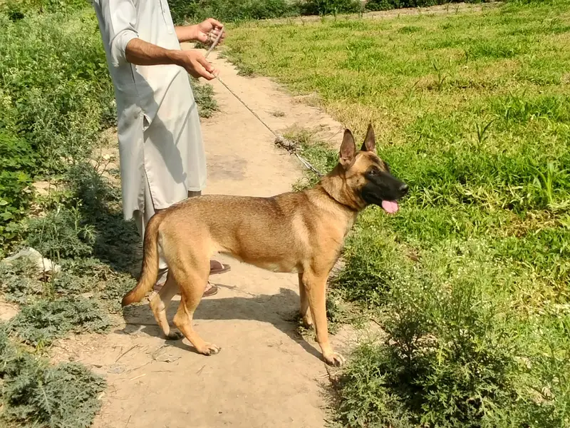 Got it, a Belgian Malinois! How about this title: Beautiful, Fully Va — photo 3