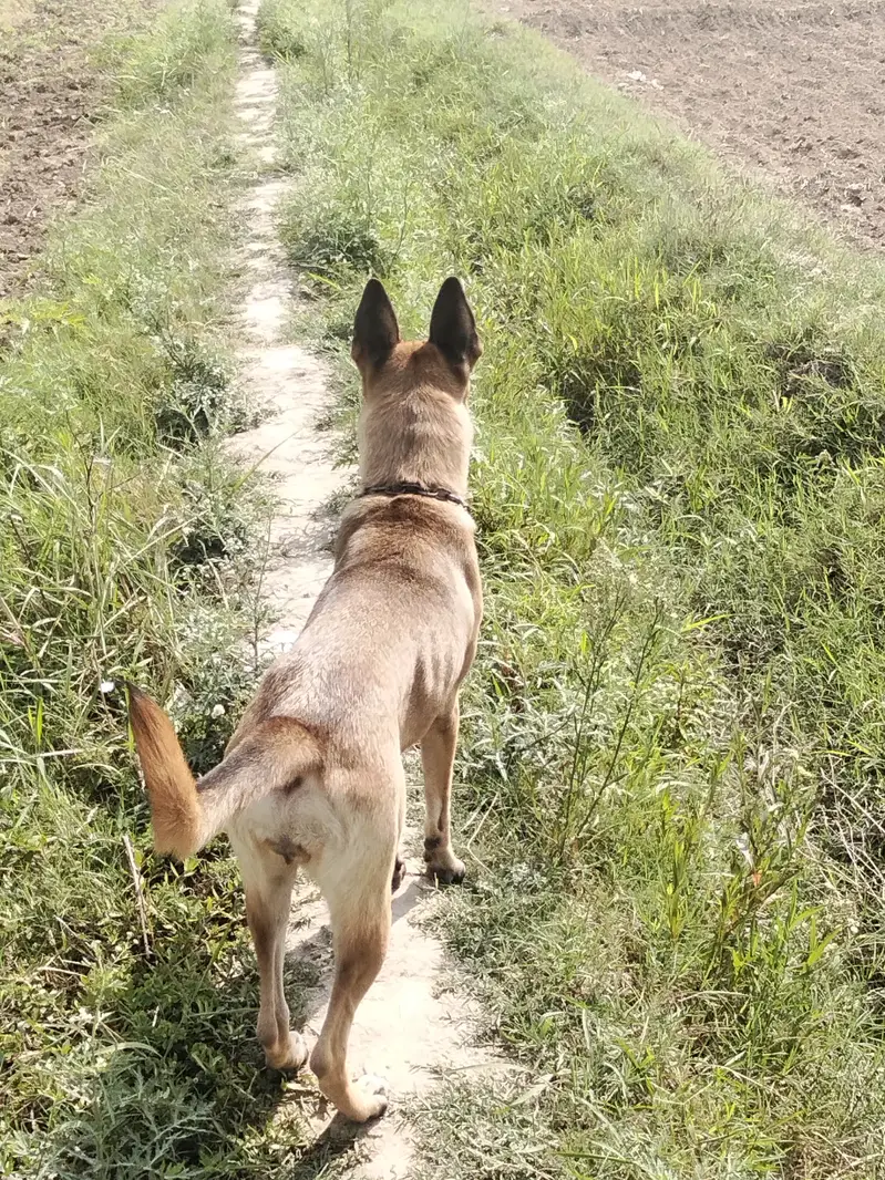 Got it, a Belgian Malinois! How about this title: Beautiful, Fully Va — photo 4