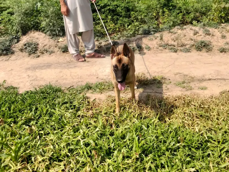 Got it, a Belgian Malinois! How about this title: Beautiful, Fully Va — photo 5