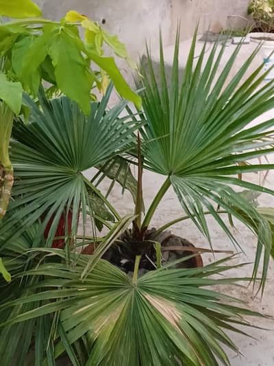 indoor and out door plants