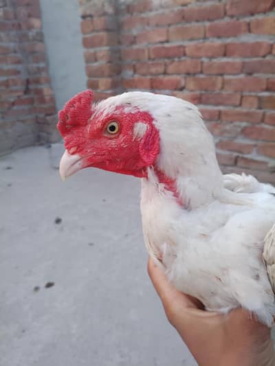aseel mianwali white colour