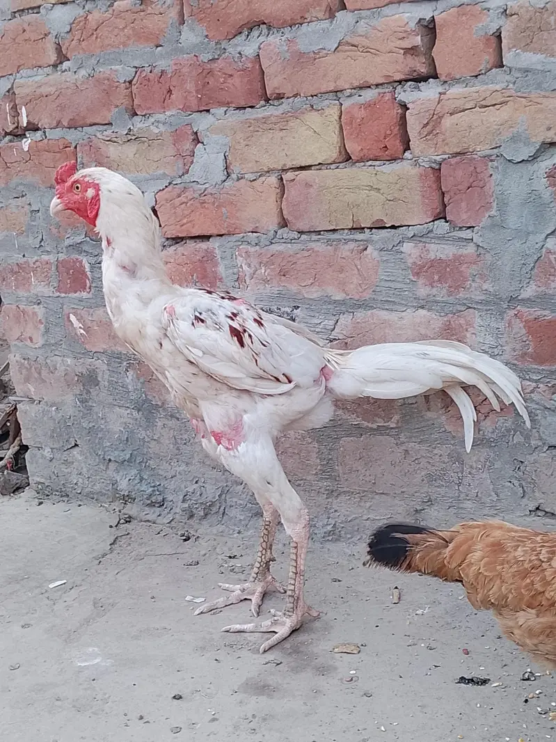 aseel mianwali white colour — photo 3