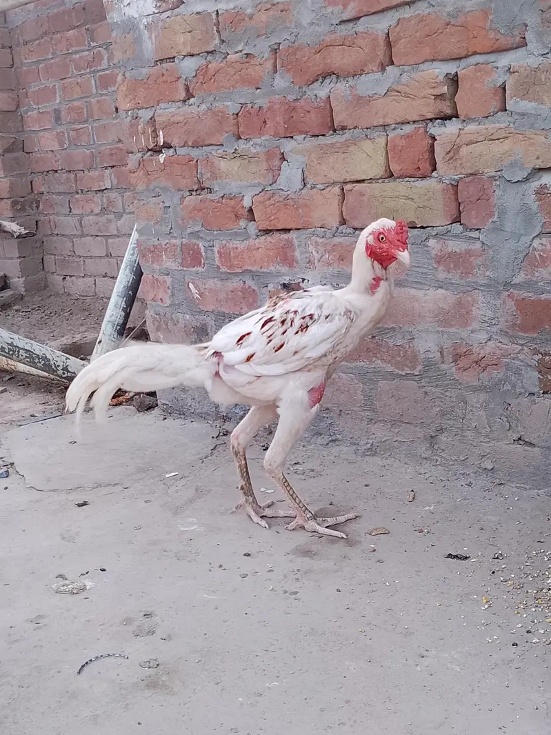aseel mianwali white colour — photo 5