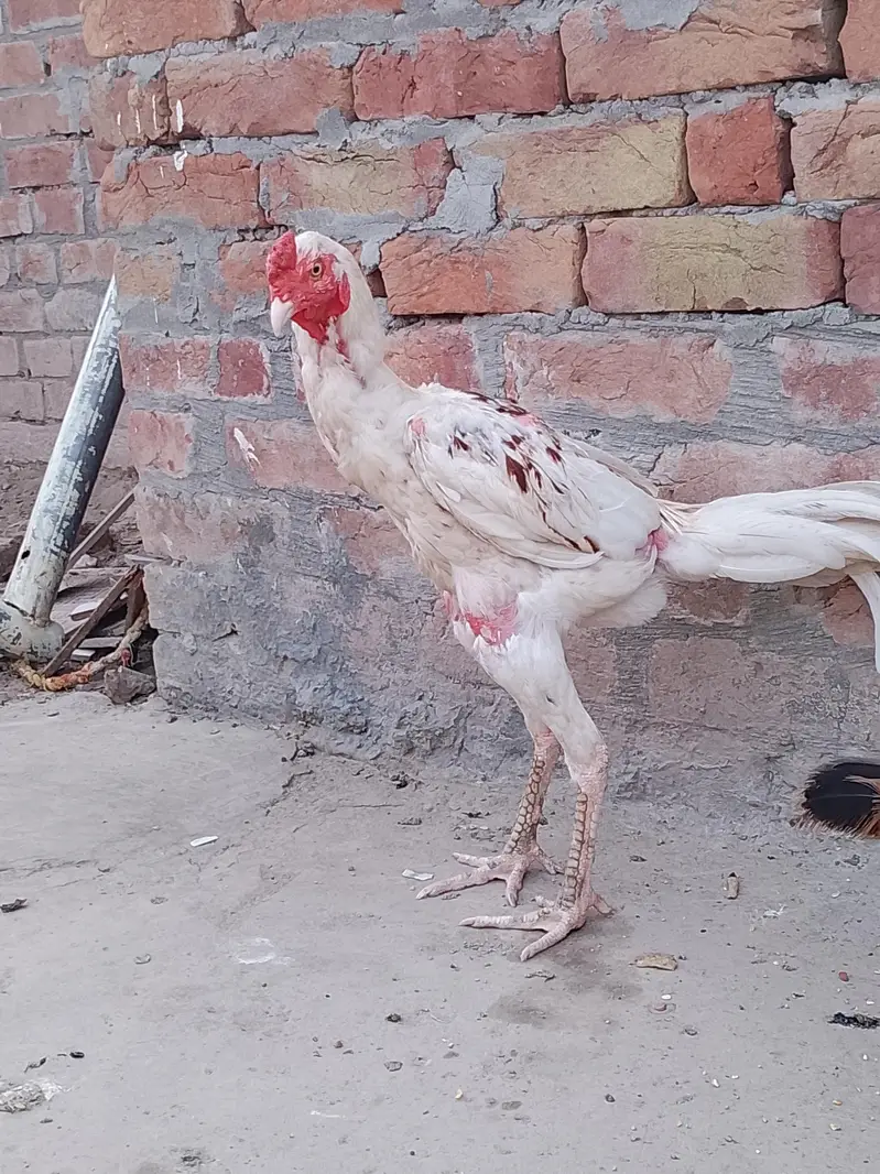 aseel mianwali white colour — photo 6