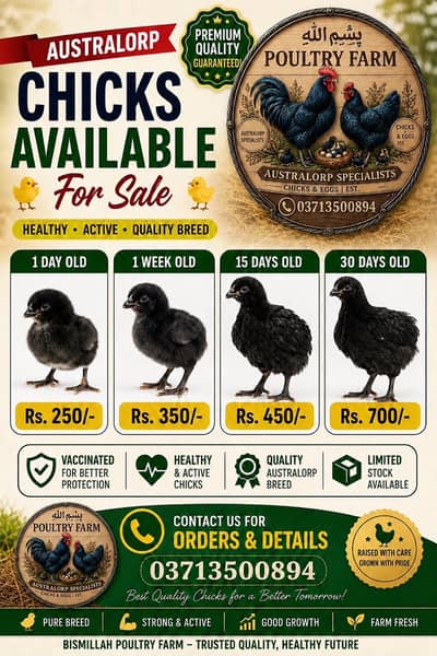 Australorp Chicks | Australop | Austrolorp | Austrolop | Egg Laying