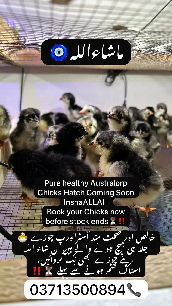 Australorp Chicks | Australop | Austrolorp | Austrolop | Egg Laying — photo 2