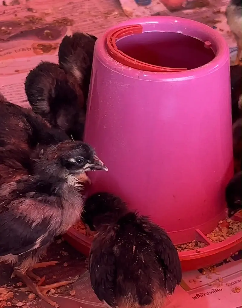 Australorp Chicks | Australop | Austrolorp | Austrolop | Egg Laying — photo 4
