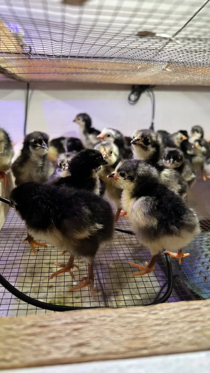 Australorp Chicks | Australop | Austrolorp | Austrolop | Egg Laying — photo 5