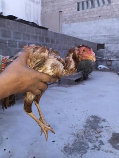 aseel hens