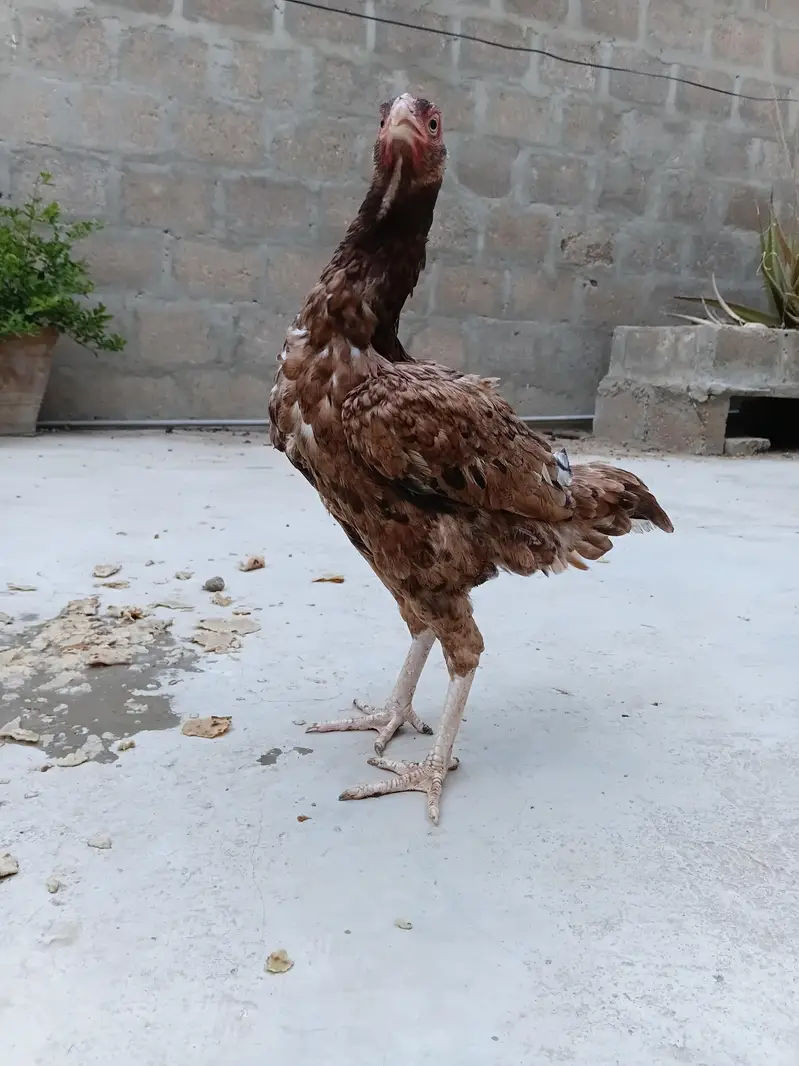 aseel hens — photo 2