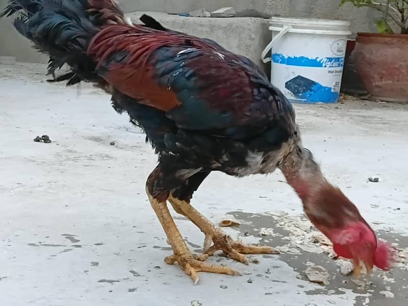 aseel hens 2