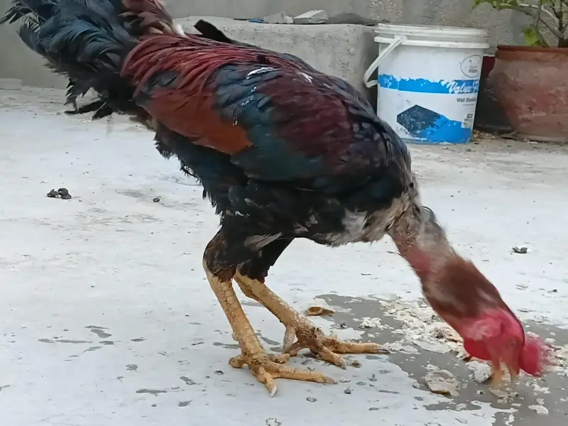 aseel hens — photo 3