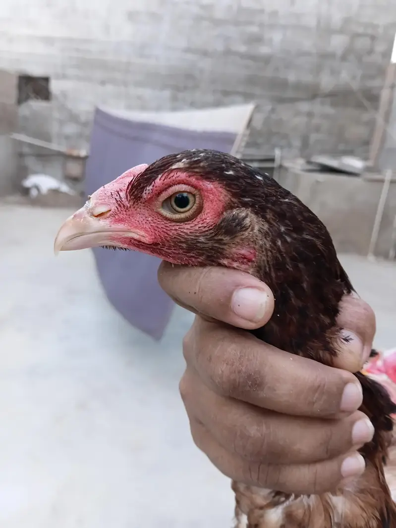 aseel hens — photo 4