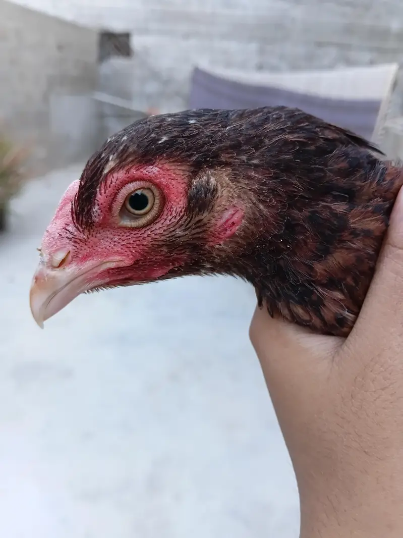 aseel hens — photo 5