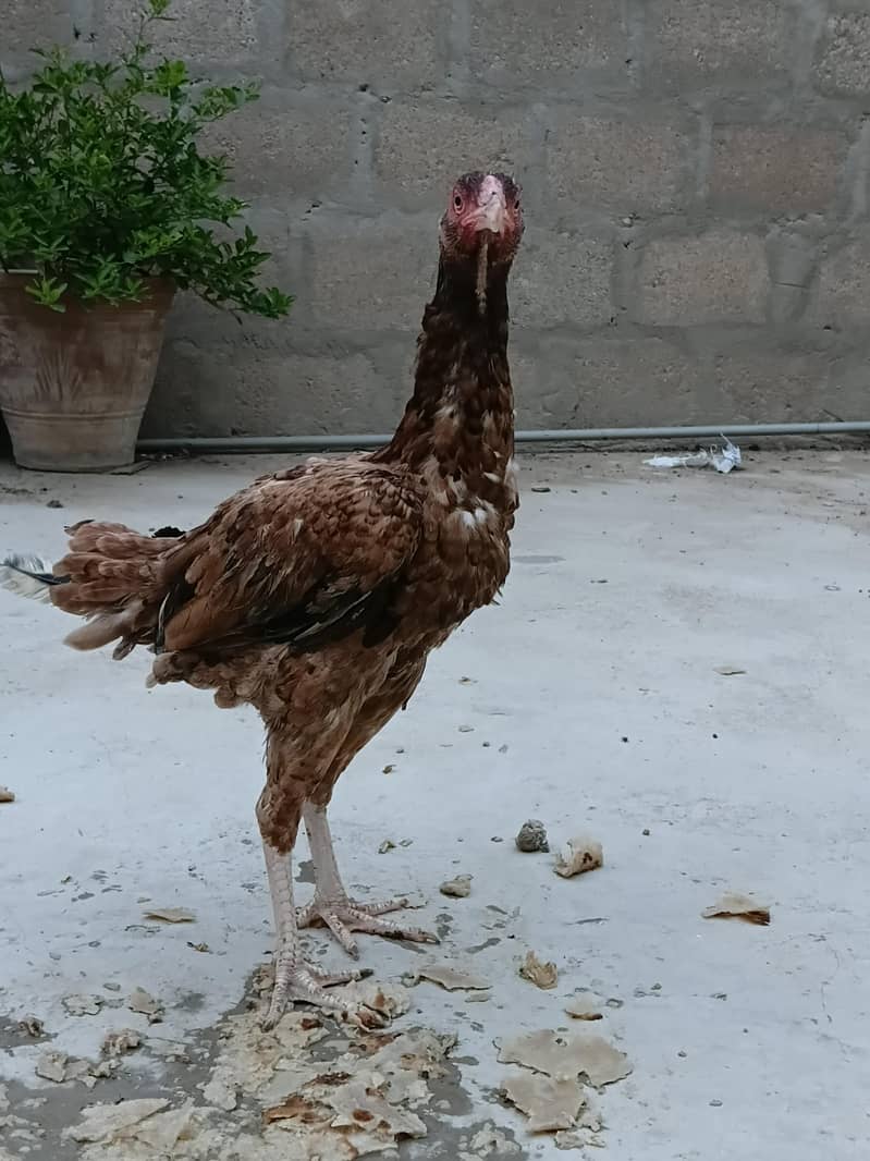 aseel hens 5