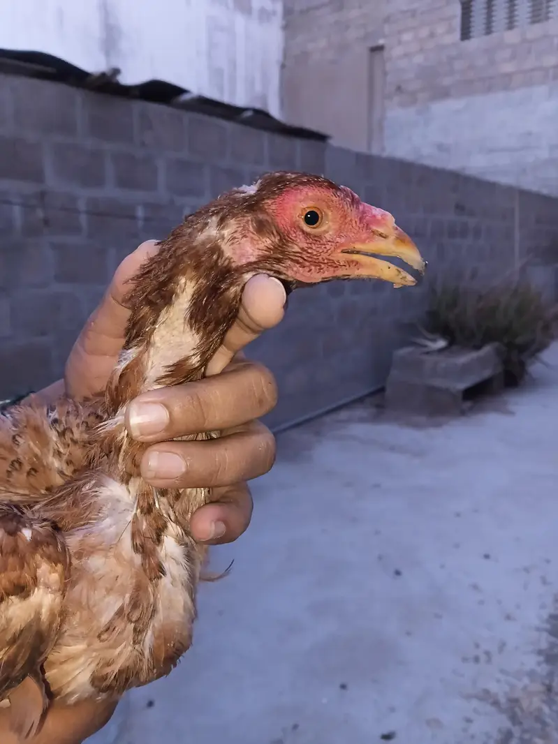 aseel hens — photo 7