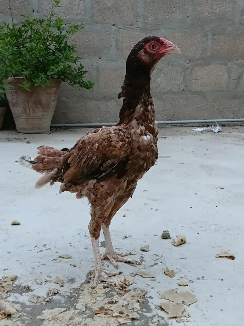 aseel hens — photo 8