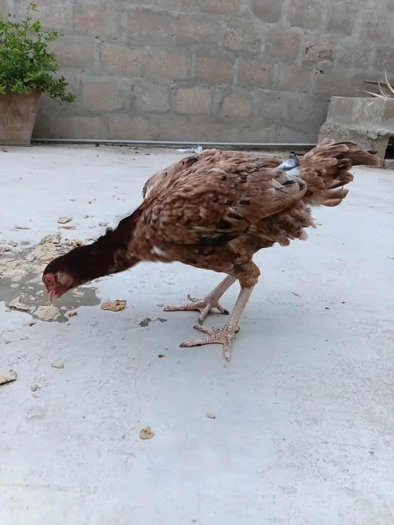 aseel hens — photo 9