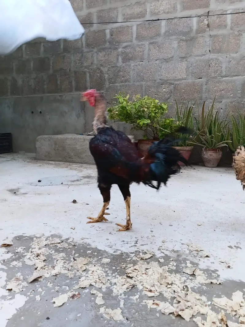 aseel hens — photo 10
