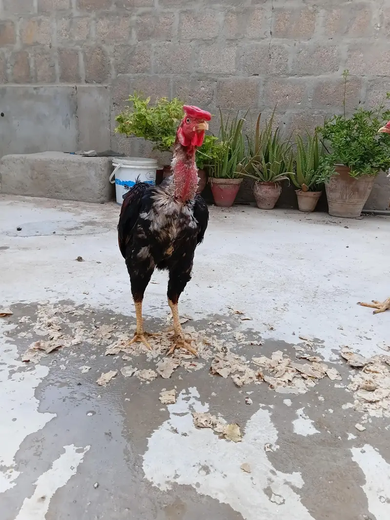 aseel hens — photo 11