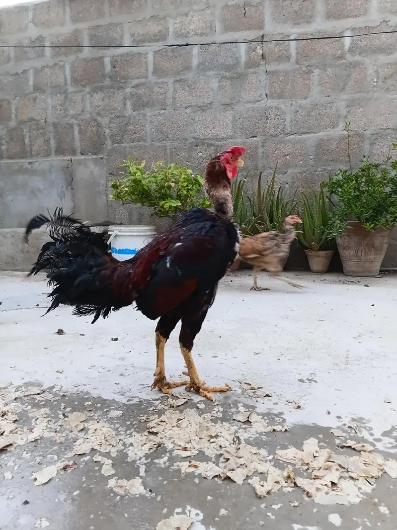 aseel hens — photo 12