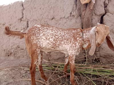 desi Bakra for Sale Mashallah Call 03188945675