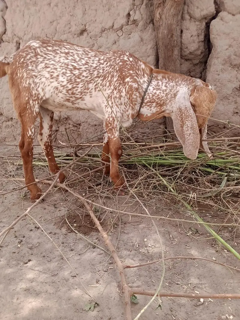 desi Bakra for Sale Mashallah Call 03188945675 — photo 2