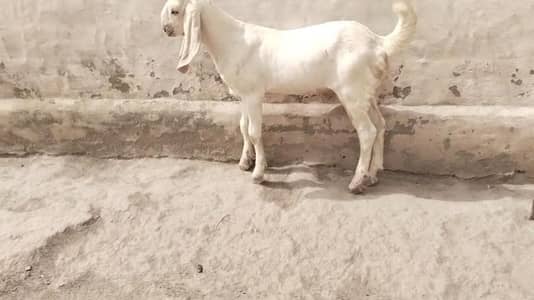 desi Bakra for Sale Mashallah Call 03188945675