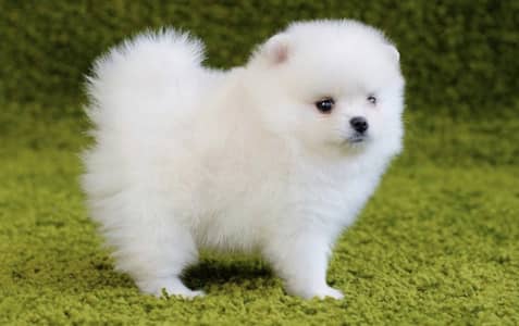 Pomeranian puppies