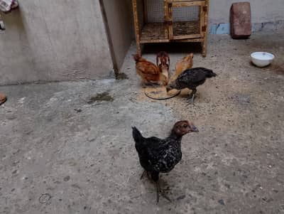 5. Healthy and active. 1.5month Chicks for sale with cage.