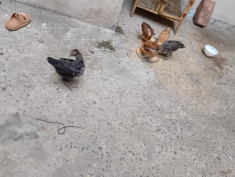 5. Healthy and active. 1.5month Chicks for sale with cage. — photo 2