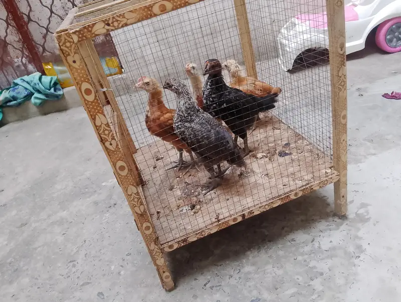 5. Healthy and active. 1.5month Chicks for sale with cage. — photo 4
