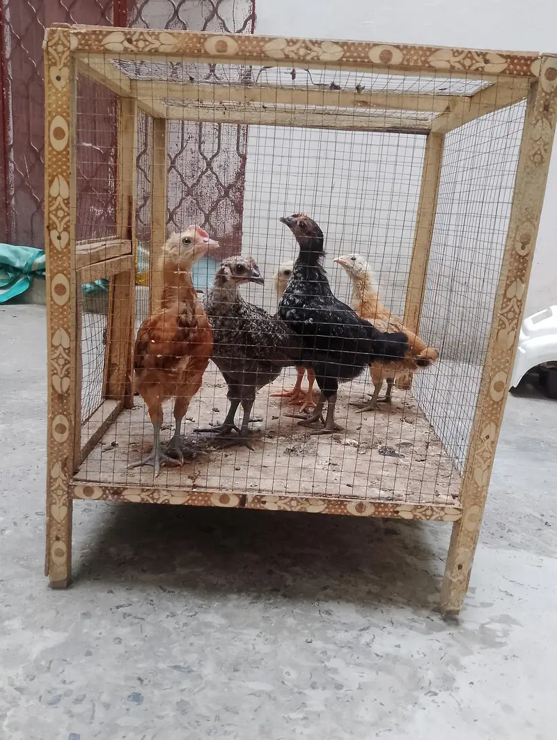 5. Healthy and active. 1.5month Chicks for sale with cage. — photo 5
